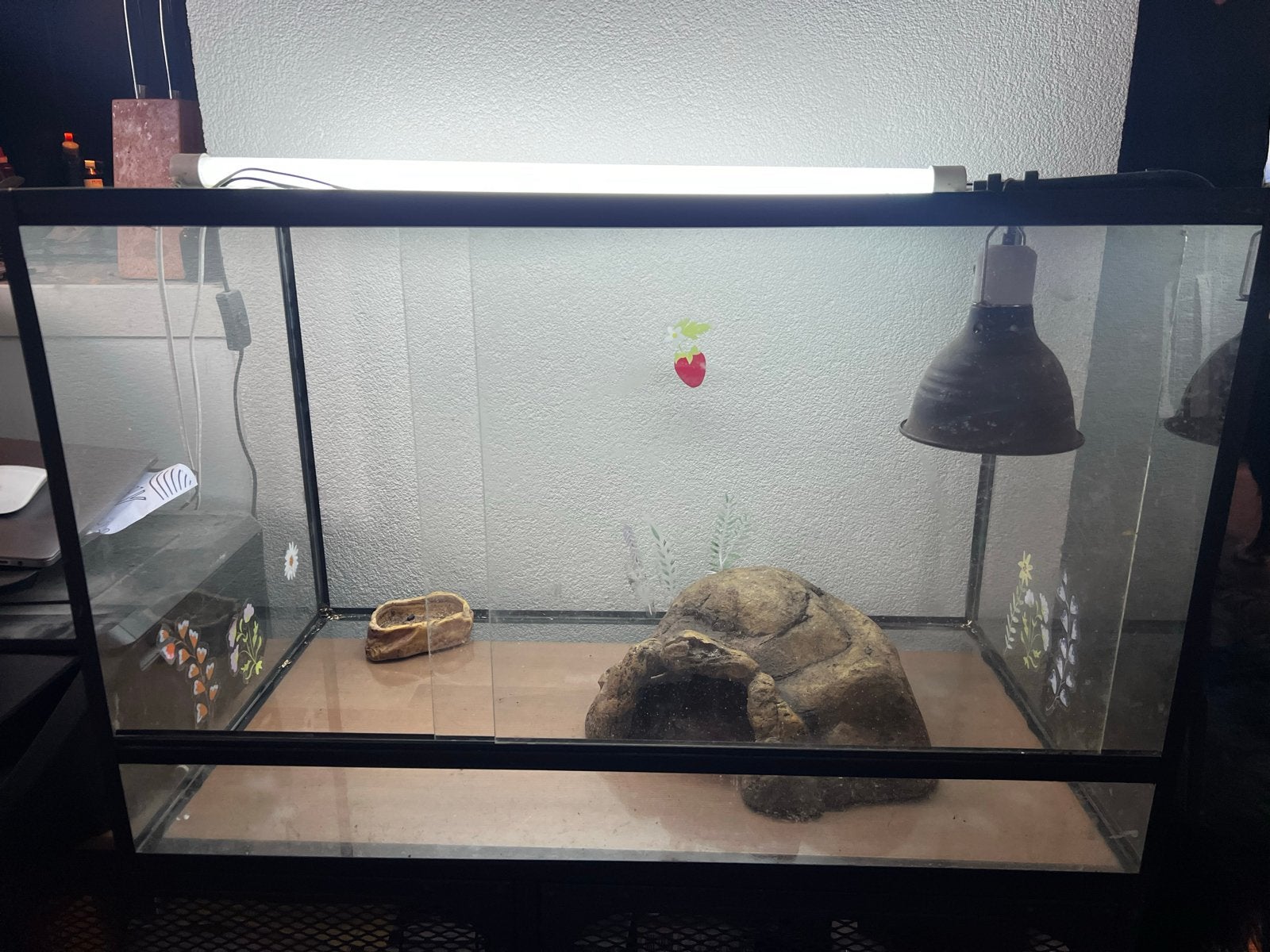 Complete terrarium 80 x 40 cm, Dieren en Toebehoren, Reptielen en Amfibieën | Toebehoren, Ophalen, Gebruikt, Terrarium of Paludarium