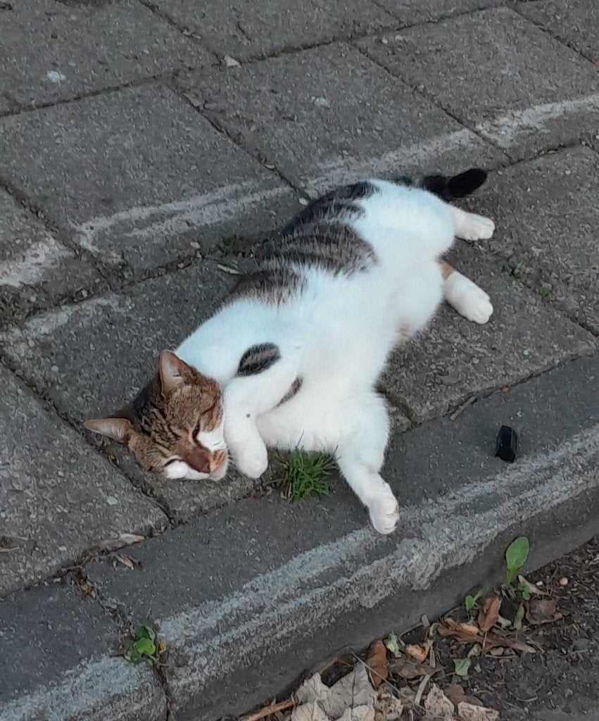 Gevonden kat, Dieren en Toebehoren, Kat