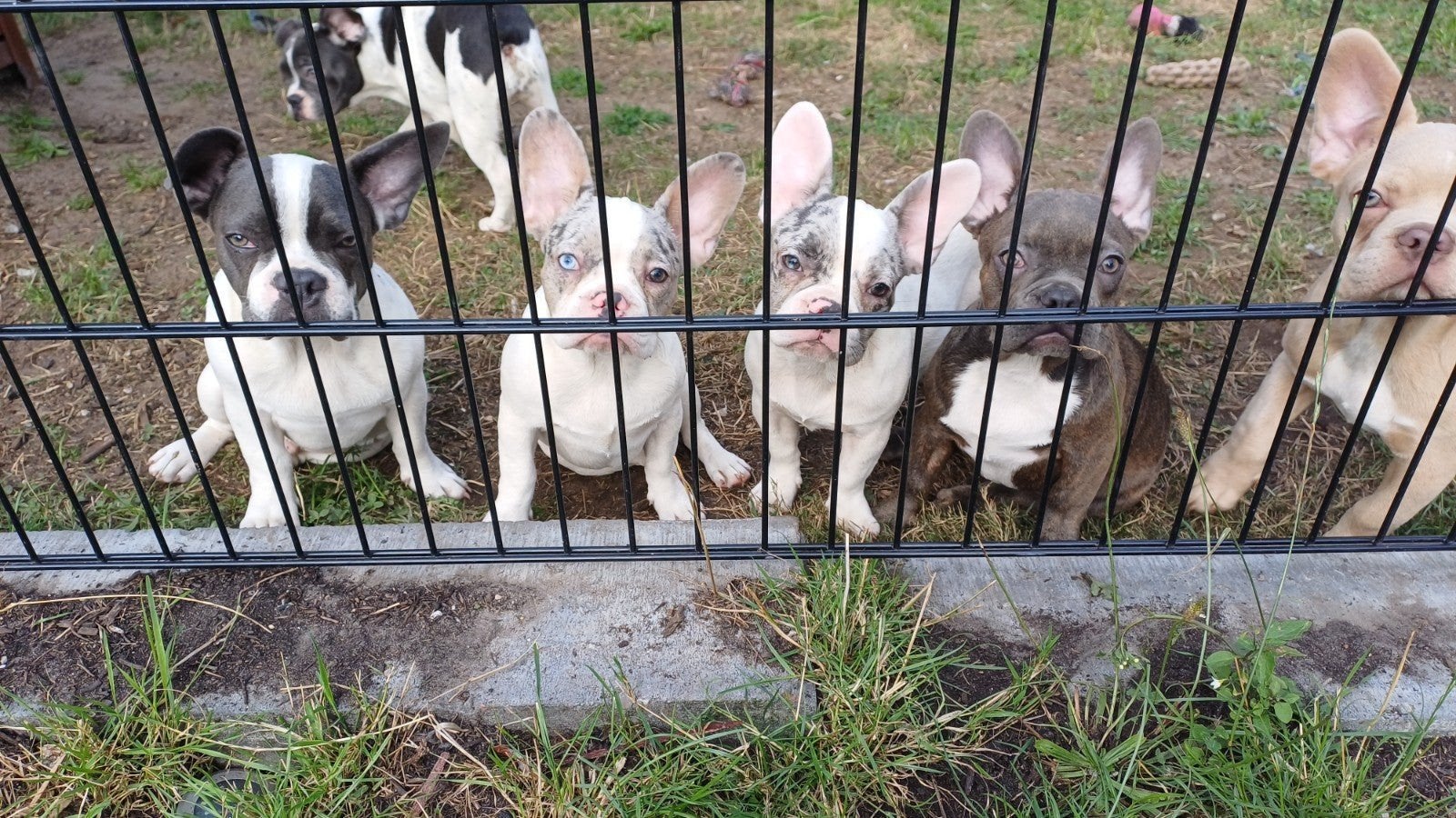 *Franse Bulldog Pups Teefjes 3*, 15 weken tot 1 jaar, Teef, Parvo, Bulldog