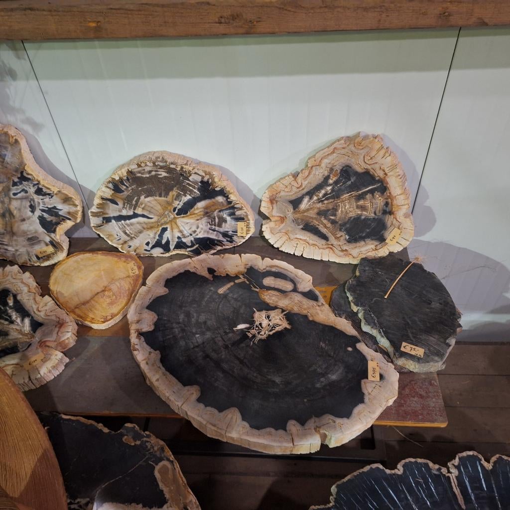 Versteend Hout Tafeltjes & Schijven - Unieke Stukken, Huis en Inrichting, Ophalen of Verzenden, Rond, Minder dan 55 cm, 45 tot 60 cm