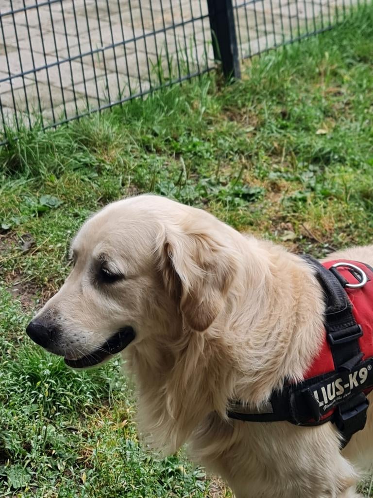 Dekreu golden  retriever ( niet te koop ), Reu, Parvo, Eén hond, 3 tot 5 jaar