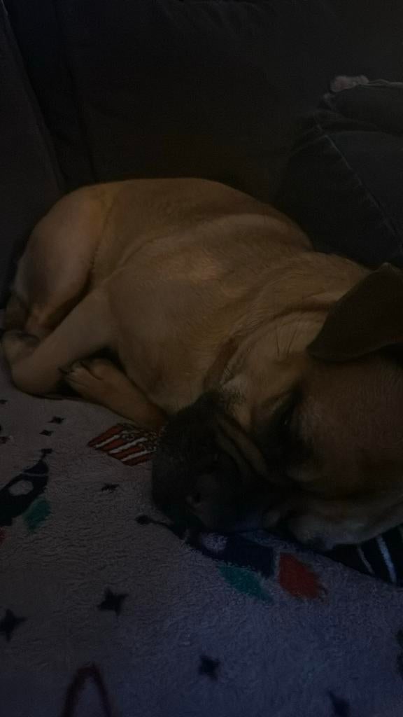 Honden oppas/uitlaat, Ophalen of Verzenden