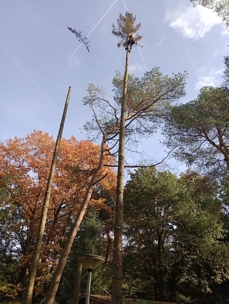 bomen kappen en snoeien, Tuinonderhoud of Snoeiwerk