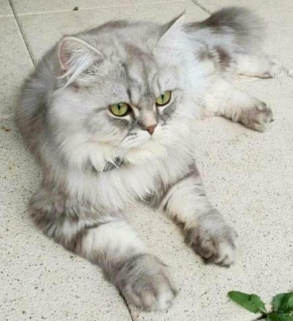 DEKKATER Britse Langhaar Silver Blue, incl. Fiv Felv testen, Dieren en Toebehoren