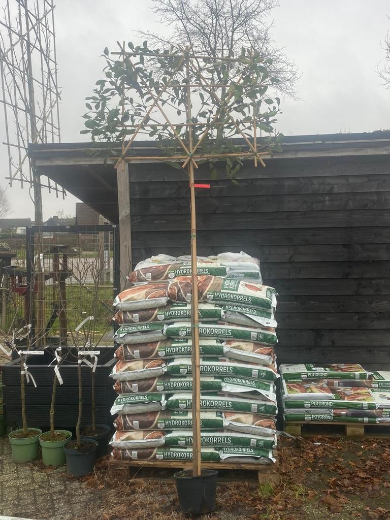Lei bomen groen blijvend, Tuin en Terras, Planten | Bomen, Ophalen of Verzenden, Halfschaduw, Leiboom
