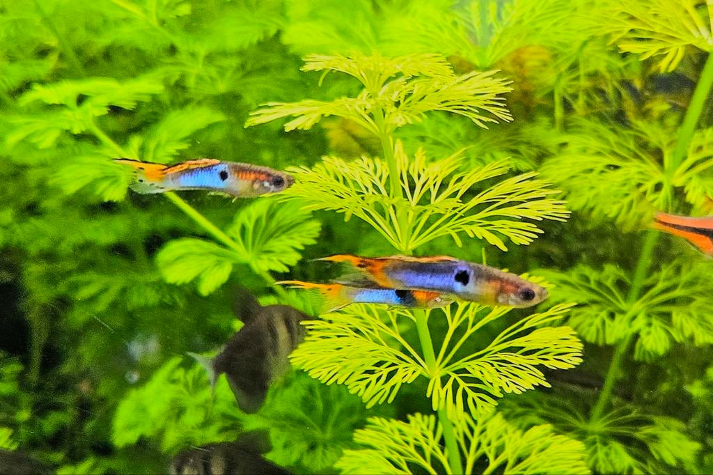 Endler guppy's Japan Blue, Vis