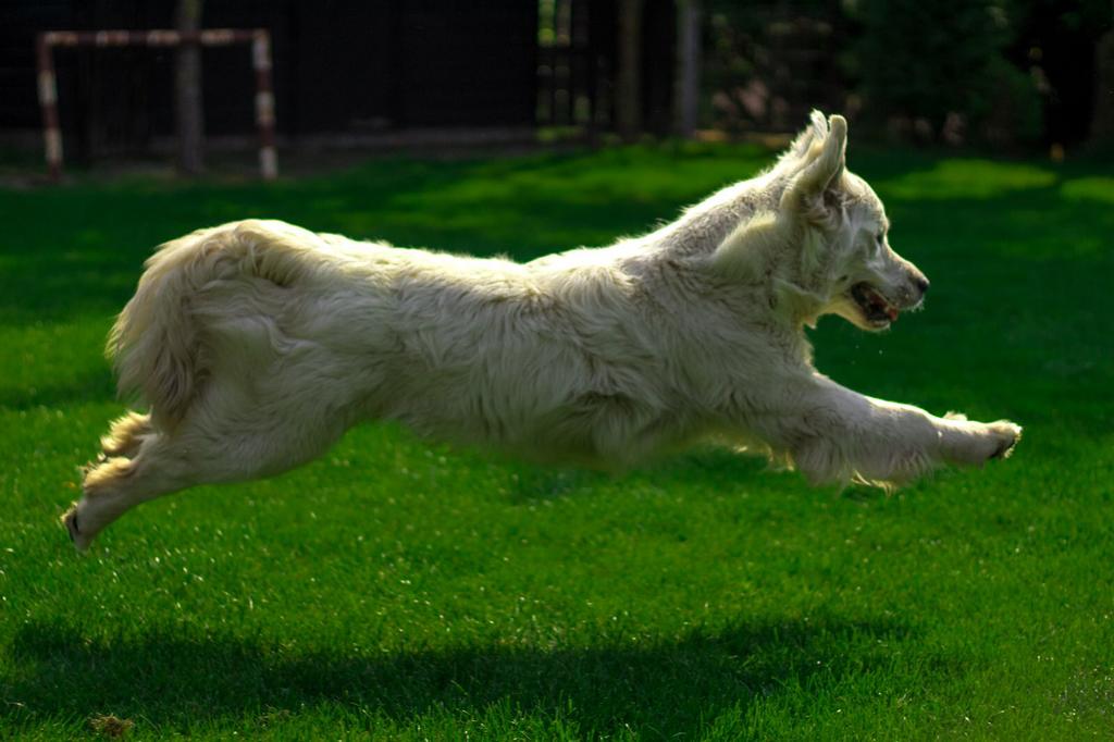 Staan ter dekking 2 mooie golden retriever reuen, Reu, Parvo, Meerdere, 3 tot 5 jaar