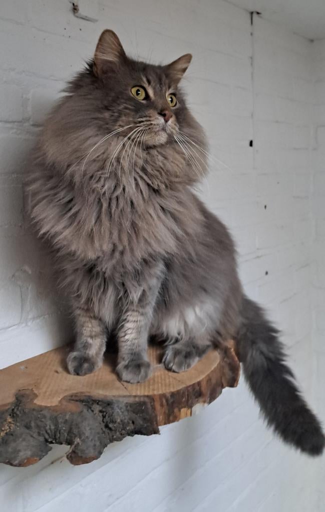 Staat ter dekking maine coon kater Zazou, Kater