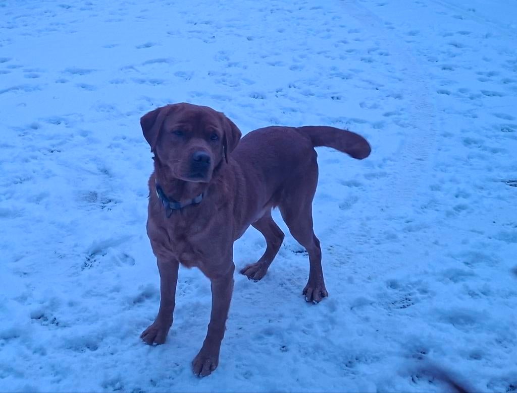 Dekreu Foxred ter dekking aangeboden stamboom NHSB (FSI), Reu, Parvo, Eén hond, 3 tot 5 jaar