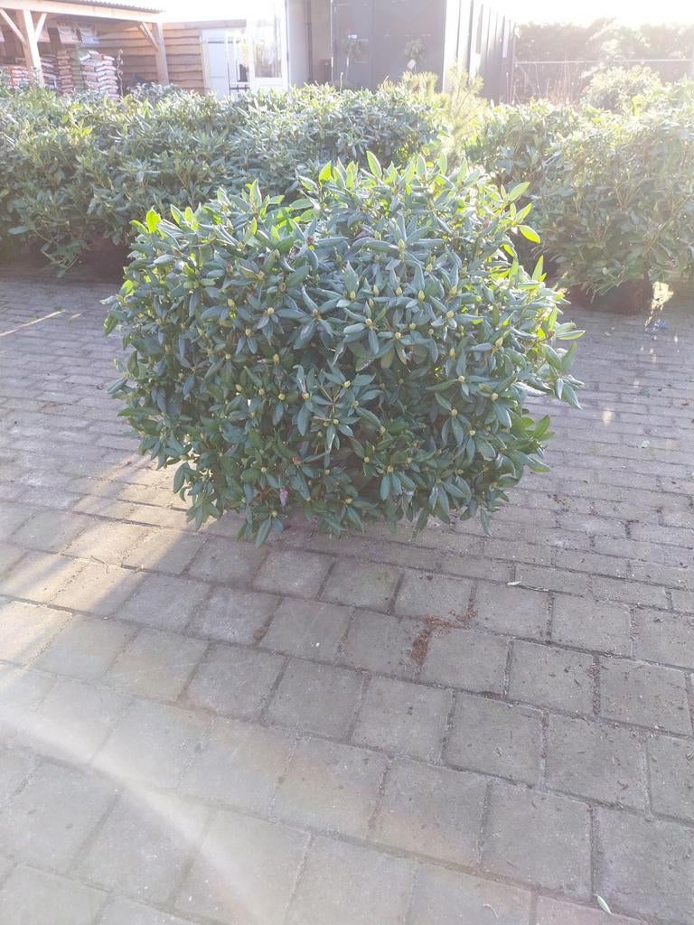 Rhododendron Cunningham's White - Mooie Struik, Ophalen, Rhododendron, Struik, 100 tot 250 cm
