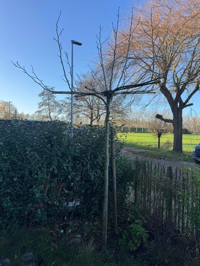 Dakmoerbei te koop!, Tuin en Terras, Planten | Bomen, Dakboom, 100 tot 250 cm, Volle zon, Bloeit niet, Ophalen