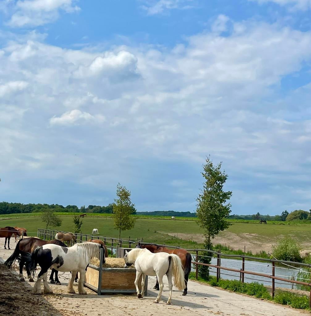 Pensionstal Lagewald, binnenkort weer plaats!, Dieren en Toebehoren, Stalling en Weidegang, Weidegang, 2 of 3 paarden of pony's