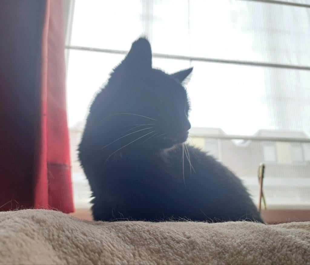 Dierenoppas aangeboden!, Dieren en Toebehoren, Katten-accessoires, Ophalen of Verzenden