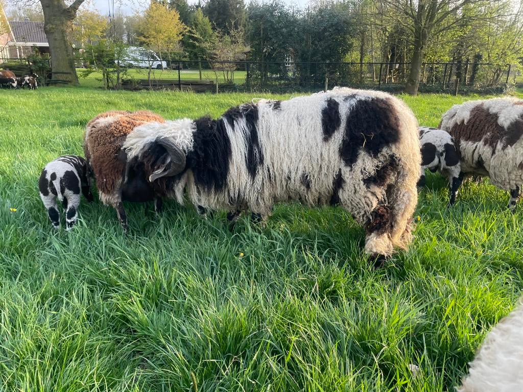 Zeer mooie Walliser Schwarznase Spitty, Mannelijk, Schaap