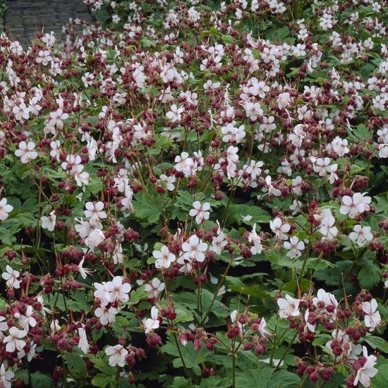 Te koop: bodembedekker geranium, wit, Ophalen, Bodembedekkers, Vaste plant, Halfschaduw