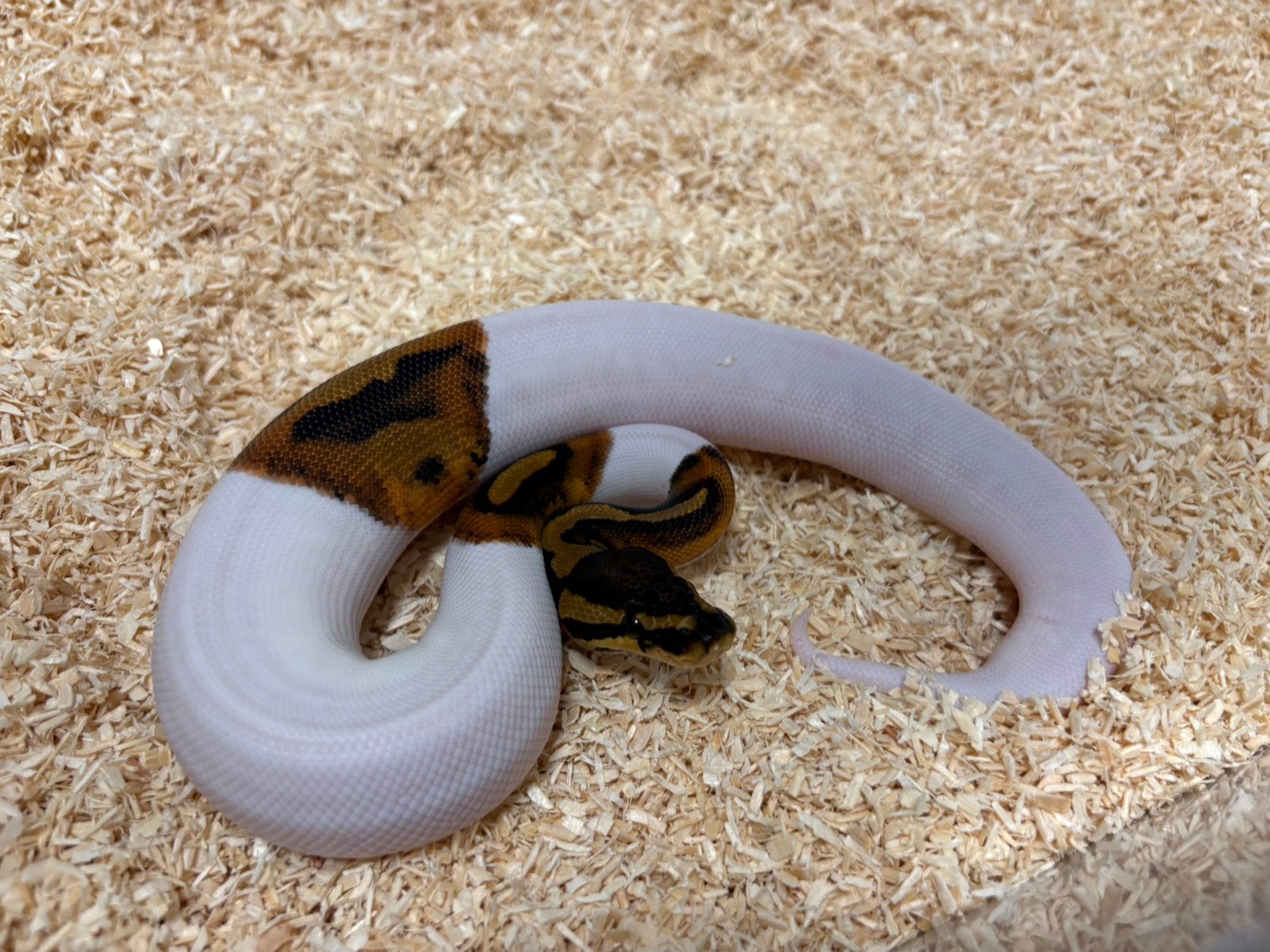 1.0 Pied ball python regius te koop, Dieren en Toebehoren, Slang, 0 tot 2 jaar