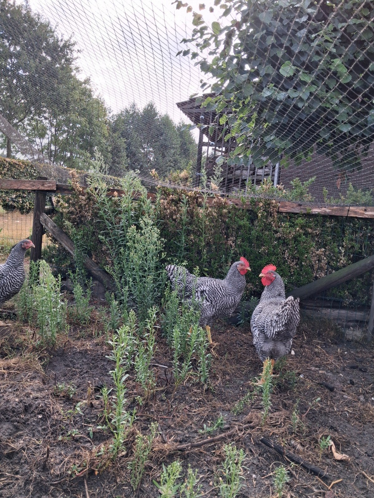 amrock groot. 2 hanen te koop. 15 weken oud., Dieren en Toebehoren, Pluimvee, Mannelijk, Kip