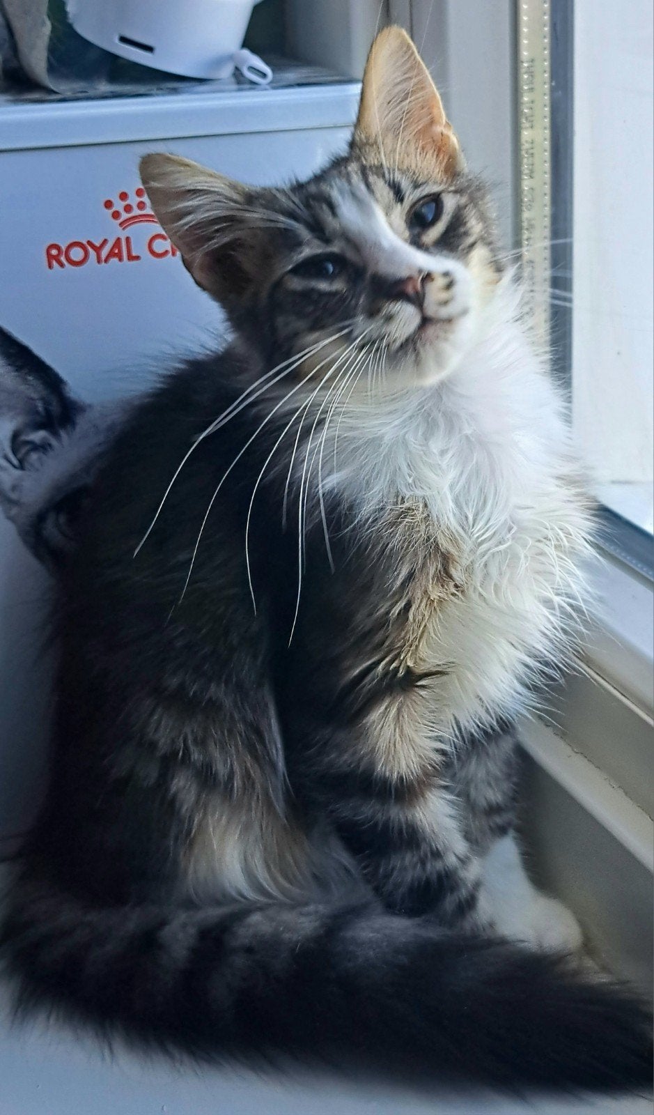 Gastgezinnen gezocht voor katten/kittens, Dieren en Toebehoren, Katten en Kittens | Overige Katten, Poes