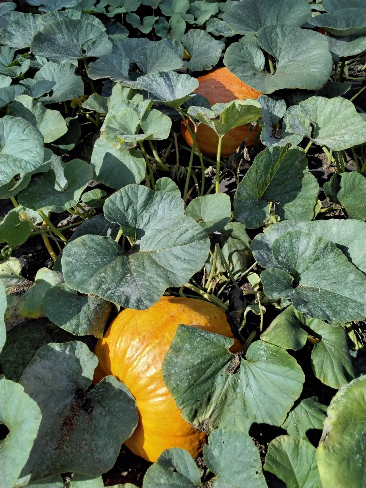 Verse Pompoenen - Ideaal voor Herfstgerechten en Decoratie, Tuin en Terras, Ophalen, Volle zon, Groenteplanten, Eenjarig