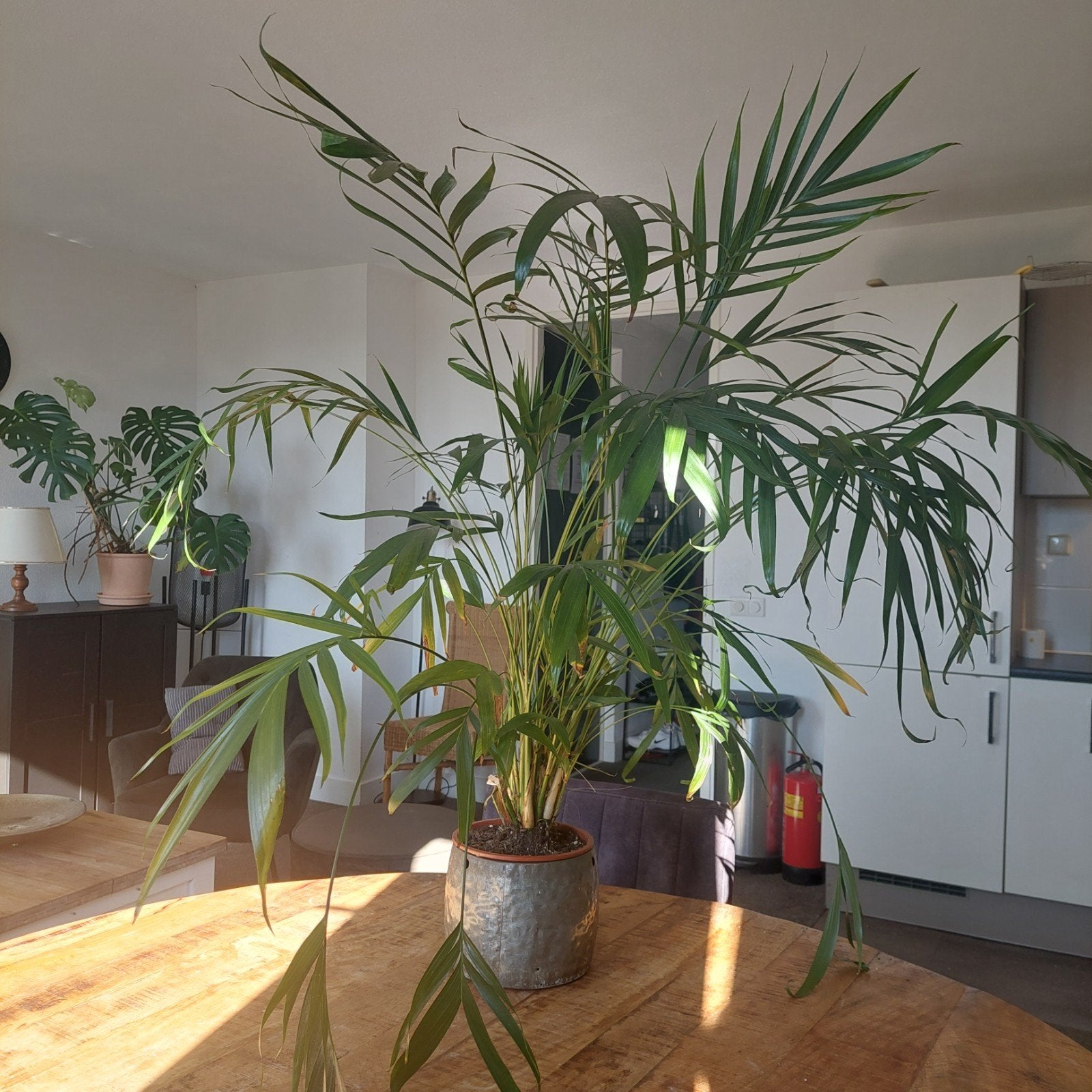 Gezonde palmboom met metalen sierpot - 100 cm hoog, Ophalen, 100 tot 150 cm, Palm, Halfschaduw