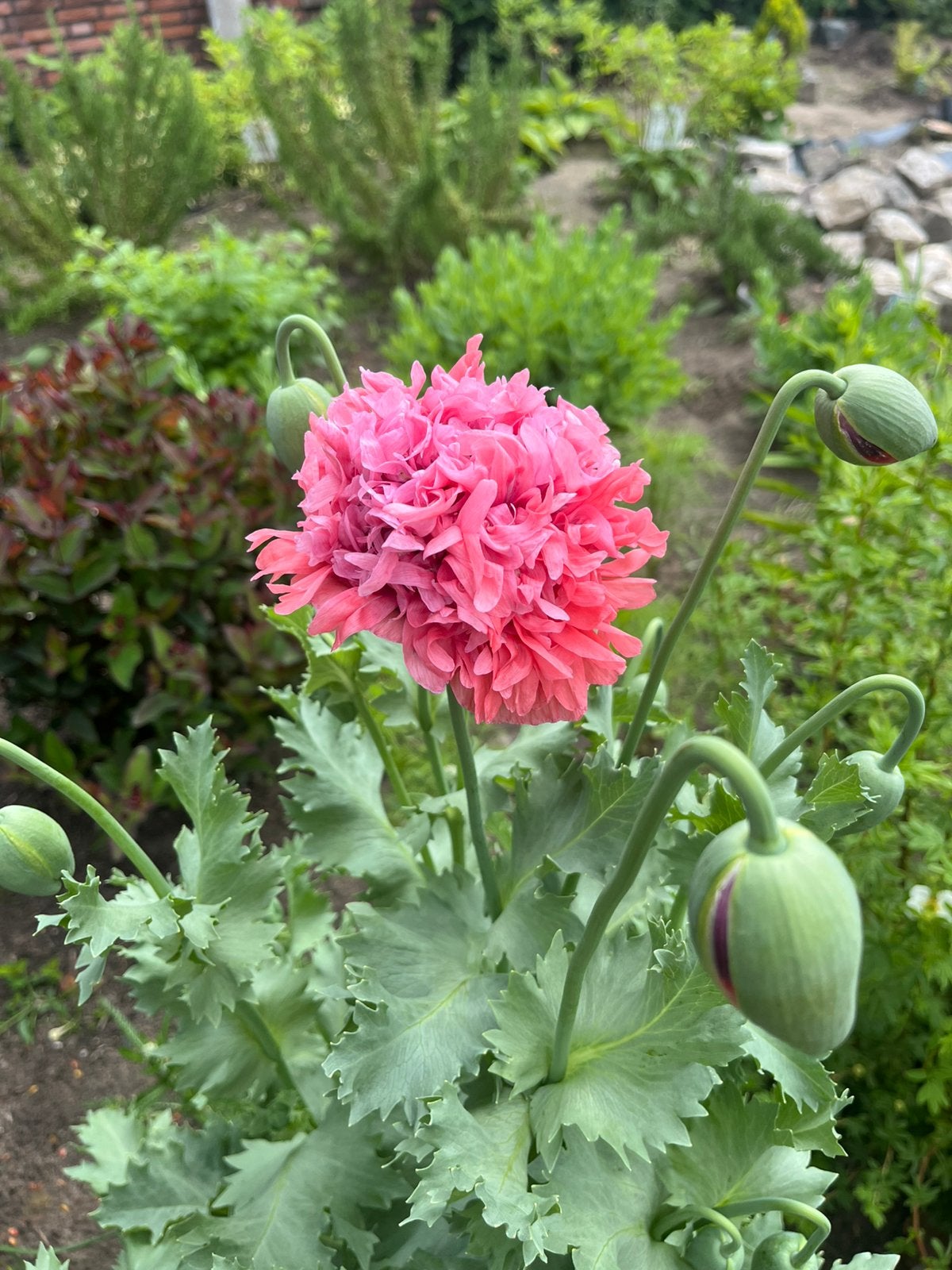 Papaver zaden mix, Ophalen of Verzenden, Volle zon
