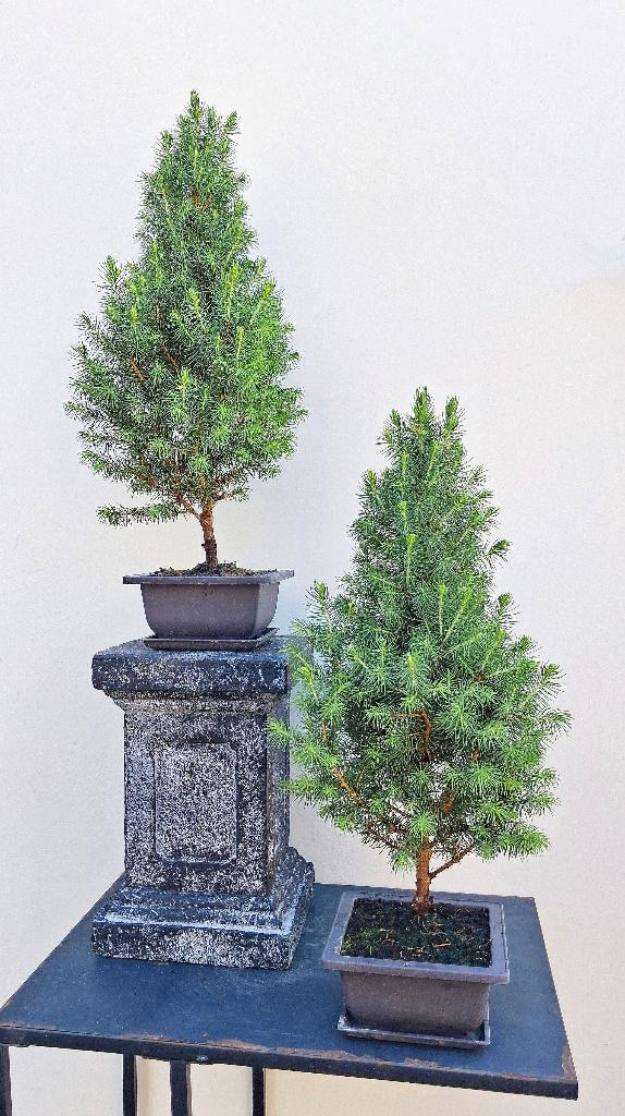 2 Picea Glauca J.W.Daisy’s White- Bonsai Dwergspar, In pot, Minder dan 100 cm, Bonsai, Groene kamerplant