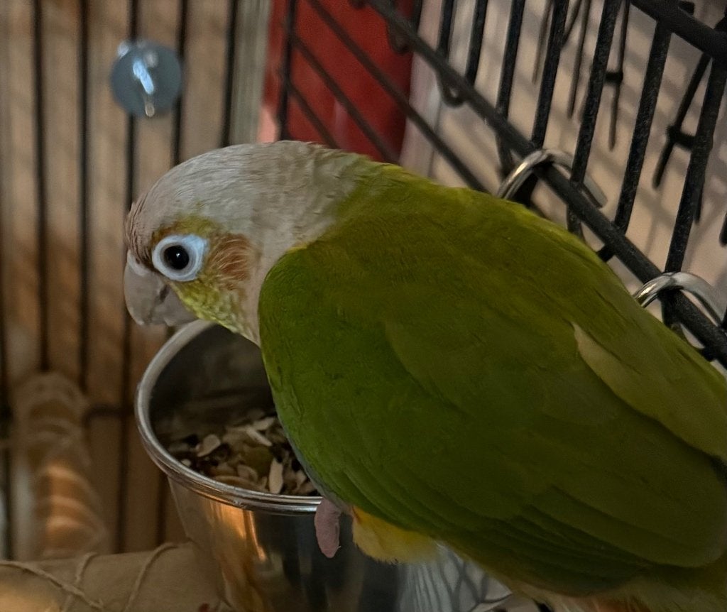 Koppel Pyrrhura te koop - €110 per stuk, Dieren en Toebehoren, Vogels | Parkieten en Papegaaien, Meerdere dieren, Parkiet, Tam