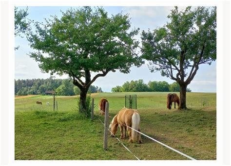 gezocht weiland, Dieren en Toebehoren