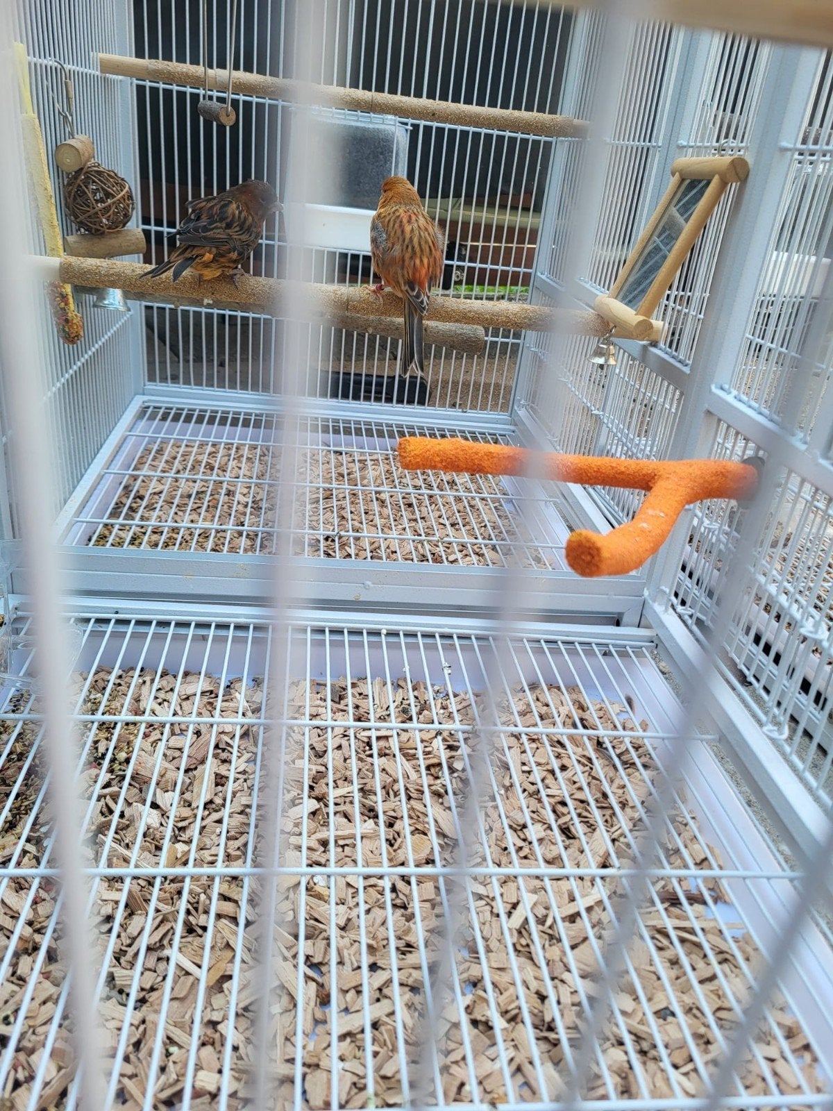 vogelkooien met kanaries