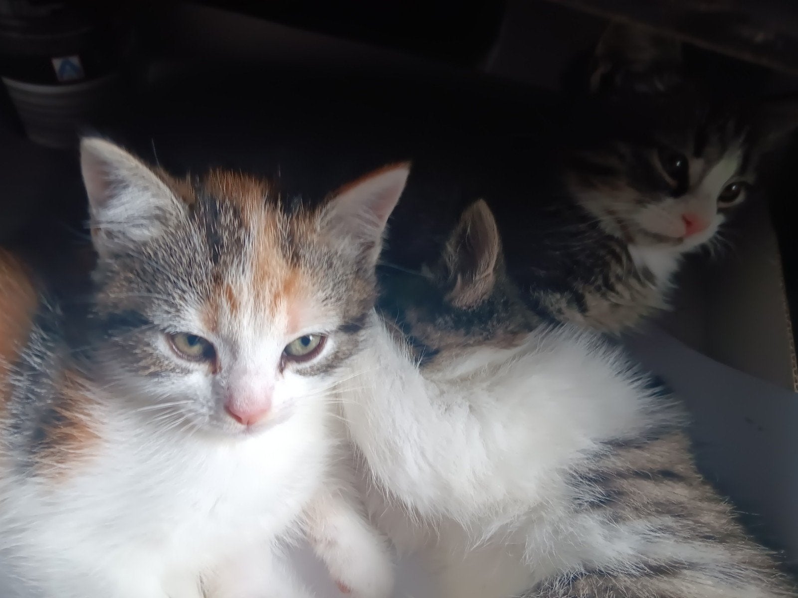 Kwart Egyptisch Perzische langhaar kittens 12 weken oud