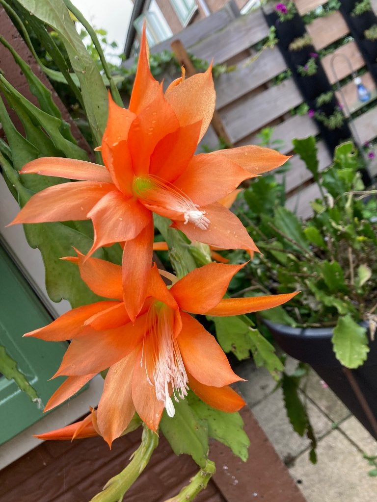epiphyllum cactus elmo gewortelde stekken, Huis en Inrichting, Kamerplanten, Minder dan 100 cm, Bloeiende kamerplant, Halfschaduw