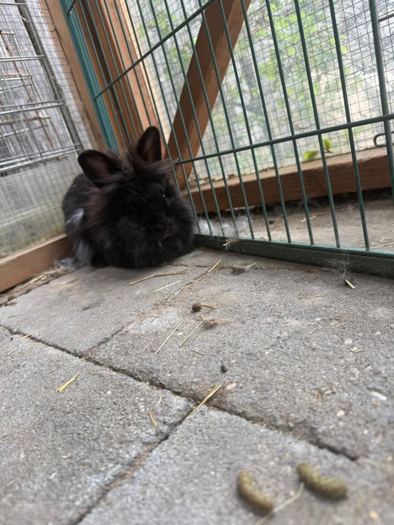 Nieuw huis gezocht voor nijn, Dieren en Toebehoren, Konijnen, Vrouwelijk, Klein, 0 tot 2 jaar