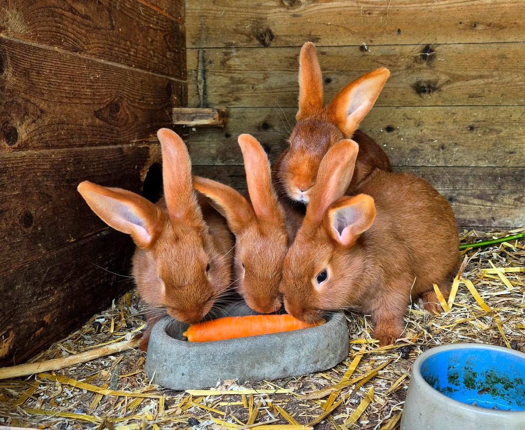 Nieuw Zeelander Konijnen, Meerdere dieren, Middelgroot, 0 tot 2 jaar