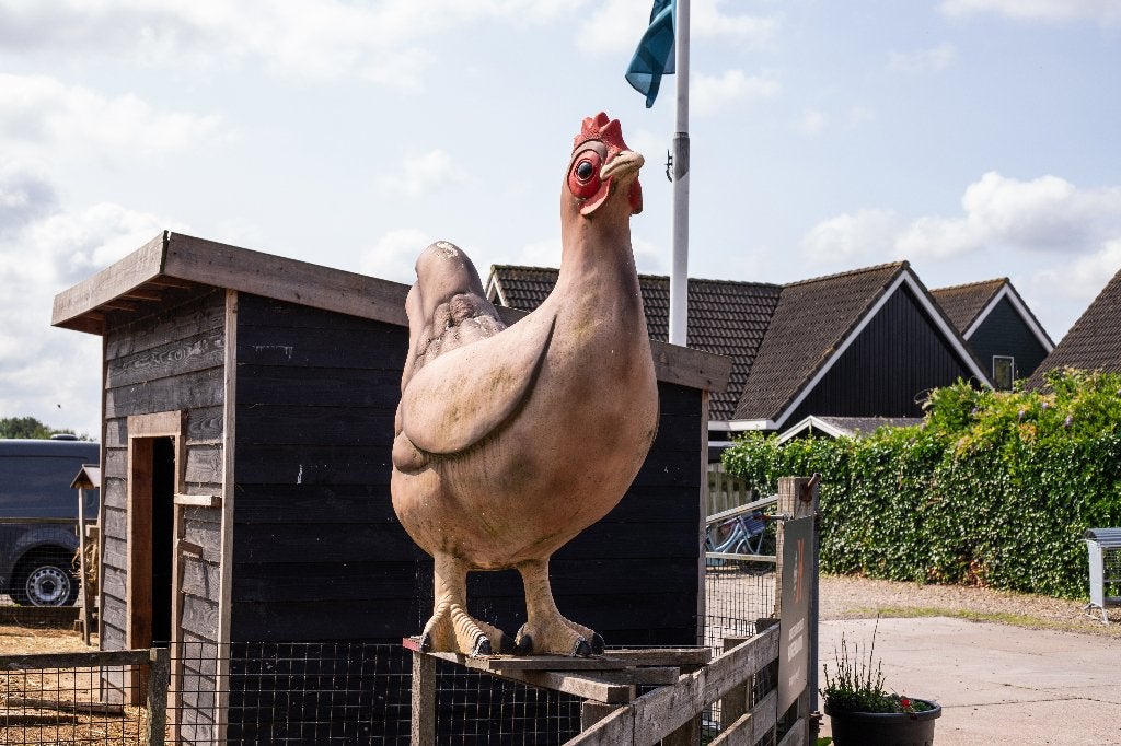 Bielefelder kriel kippen | Goede leggers | Kleine kip, Dieren en Toebehoren, Pluimvee, Vrouwelijk, Kip