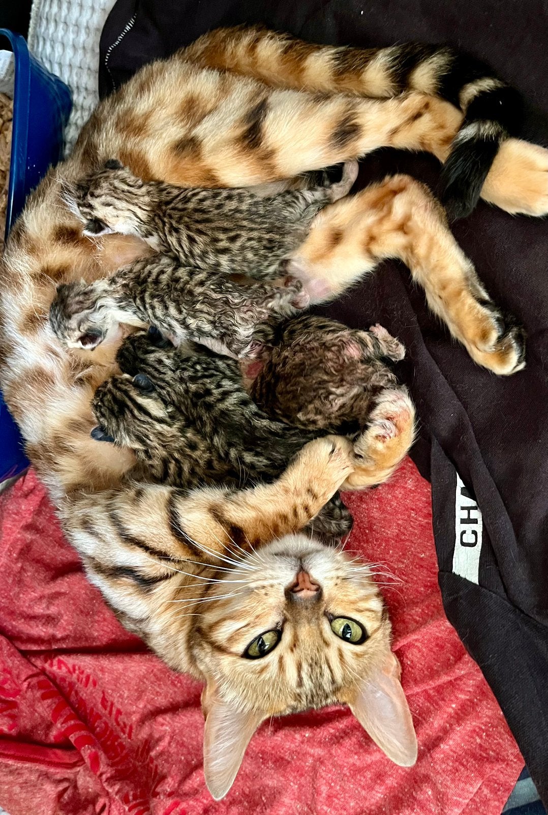 Kruising bengaalse kittens te koop, Dieren en Toebehoren, Meerdere dieren, 0 tot 2 jaar