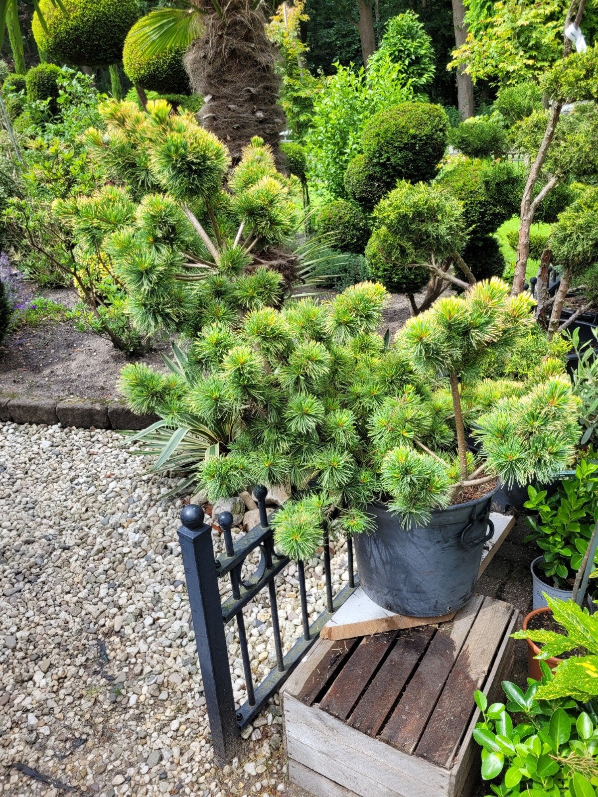 Pinus parviflora 'Dr. Landis Gold' - Prachtige Dwergden, Tuin en Terras, Ophalen