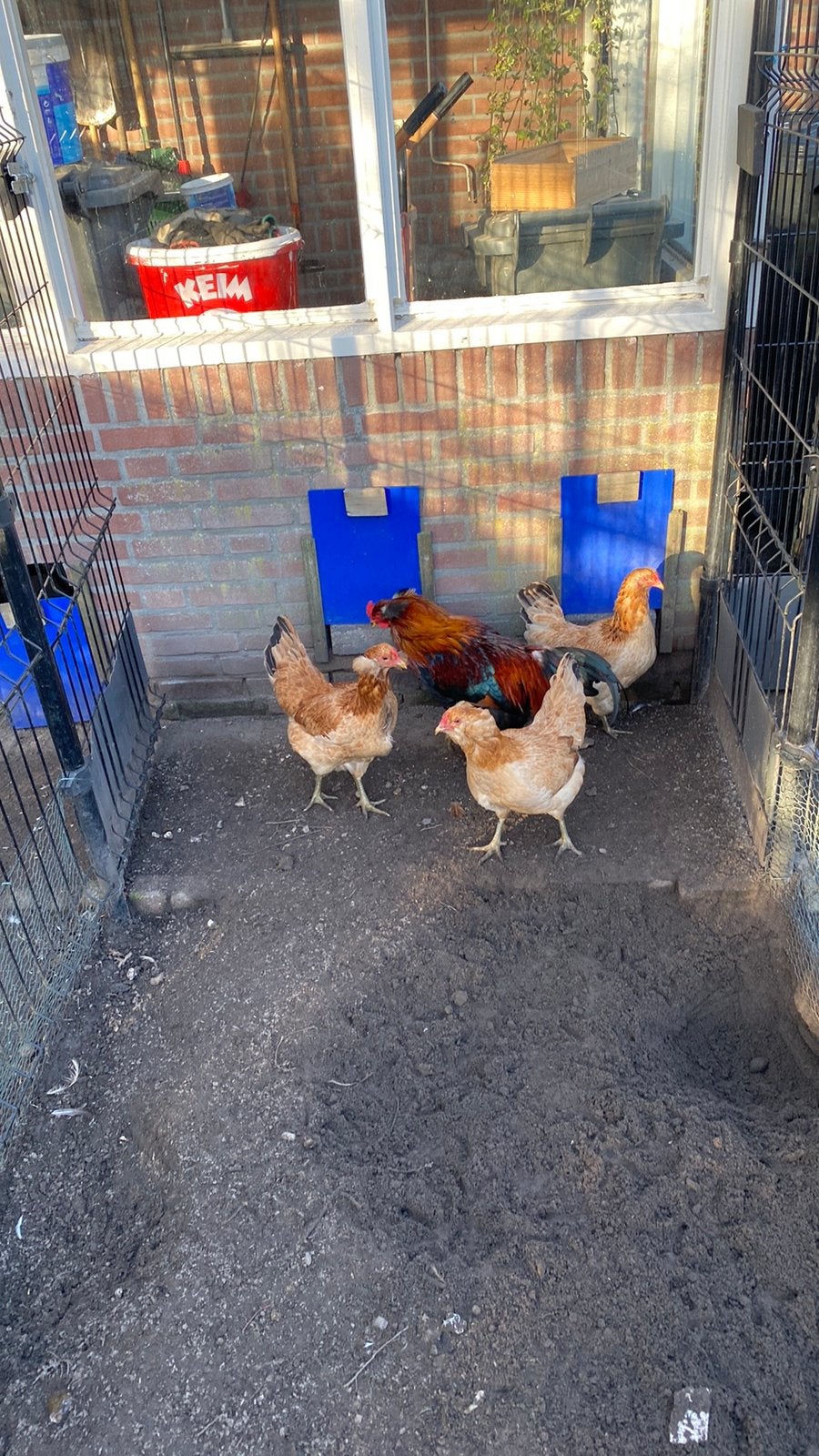 Te koop broedeieren Acaurana tarwe groenlegger, Dieren en Toebehoren, Geslacht onbekend, Kip
