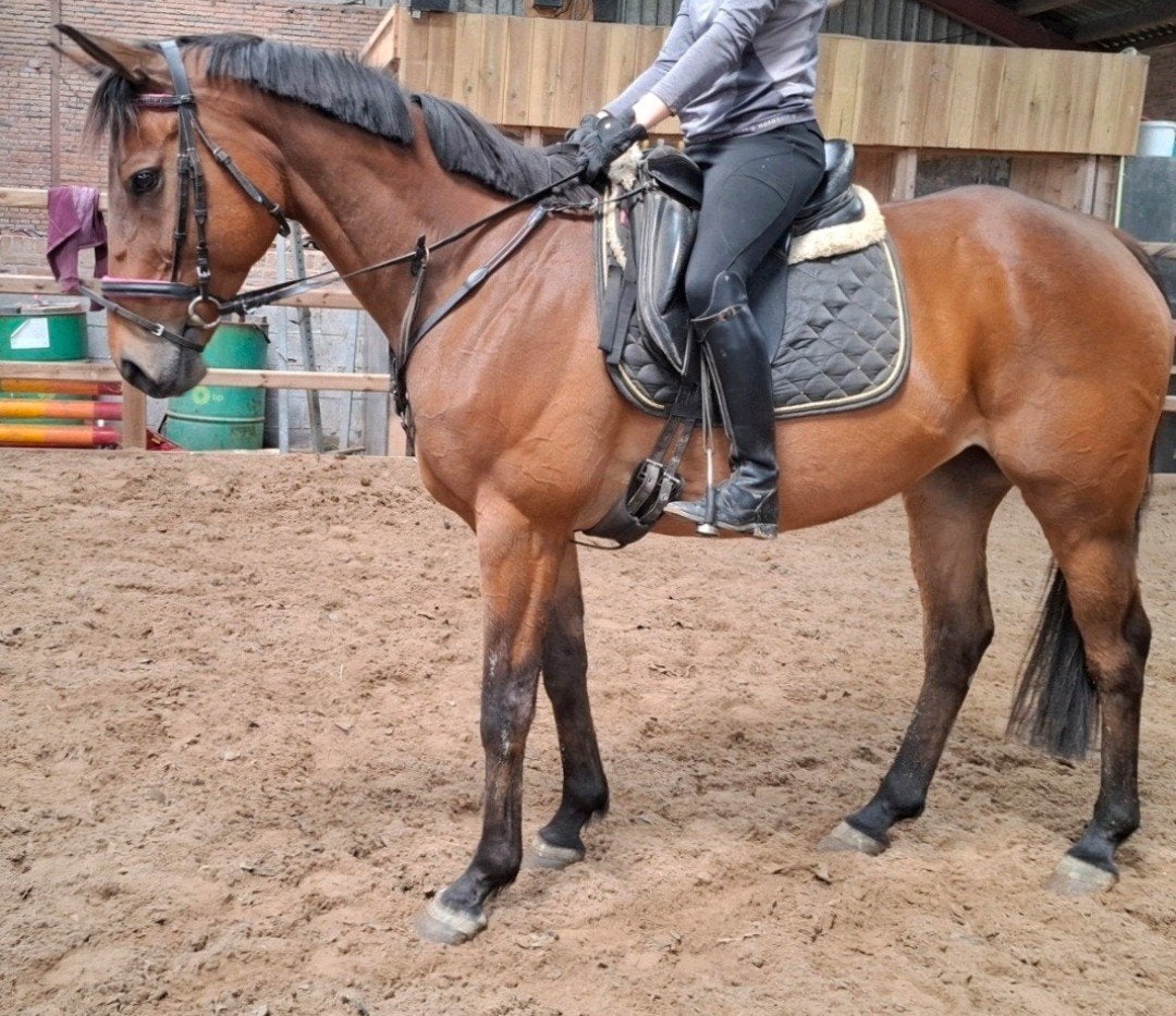 Brave simpel gereden 12 jr ruin 1,63 mtr, Dieren en Toebehoren, Paarden, Ruin, 160 tot 165 cm, 11 jaar of ouder, Recreatiepaard