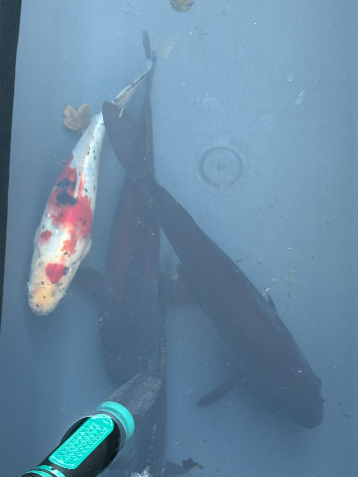 Vissen teab, Karper of Koi