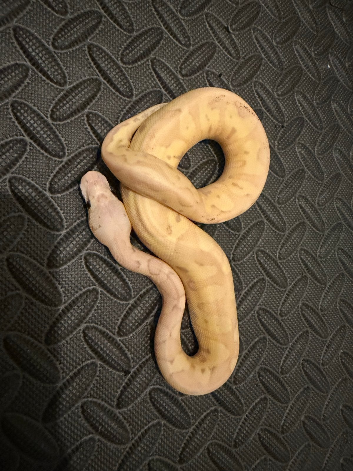 0.1 Ballpython / Regius Ball Python photo 3