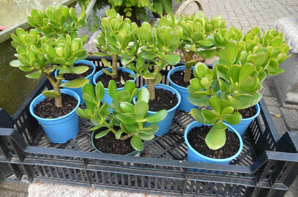 Crassula argentea   Geldboom, Ophalen, Vetplant, In pot, Minder dan 100 cm