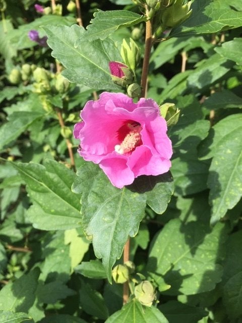 Altheastruik,  Hibiscus syriacus, Overige soorten, Vaste plant, Ophalen of Verzenden, Halfschaduw