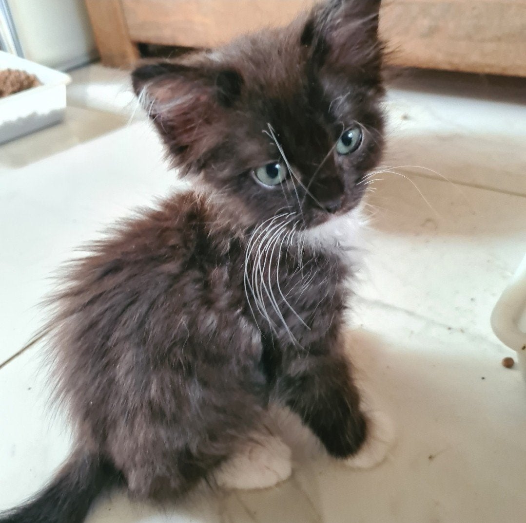 Mainecoon x Ragdoll kittens, Dieren en Toebehoren, Meerdere dieren, Ontwormd, 0 tot 2 jaar