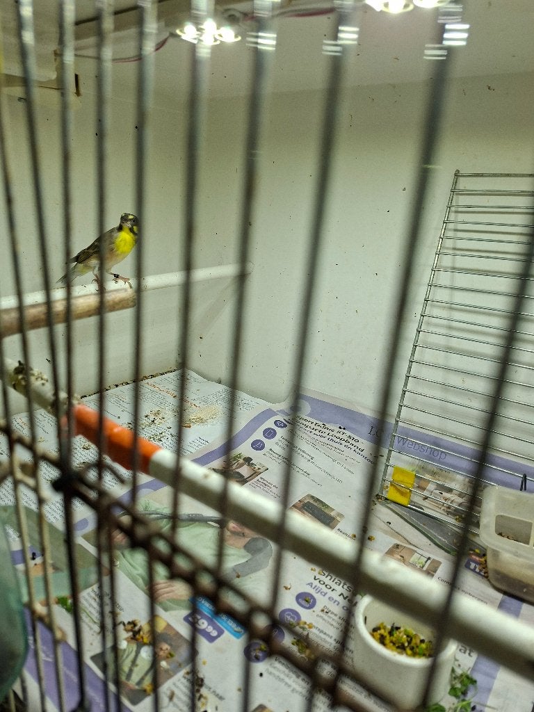 Citroenborstedelzangers, Dieren en Toebehoren, Meerdere dieren, Tropenvogel, Geringd