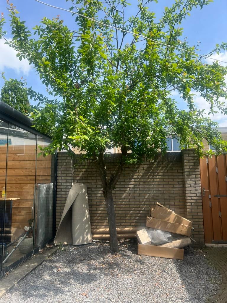 Pruimenboom, Tuin en Terras, Ophalen, Bloeit niet, Volle zon, Overige soorten