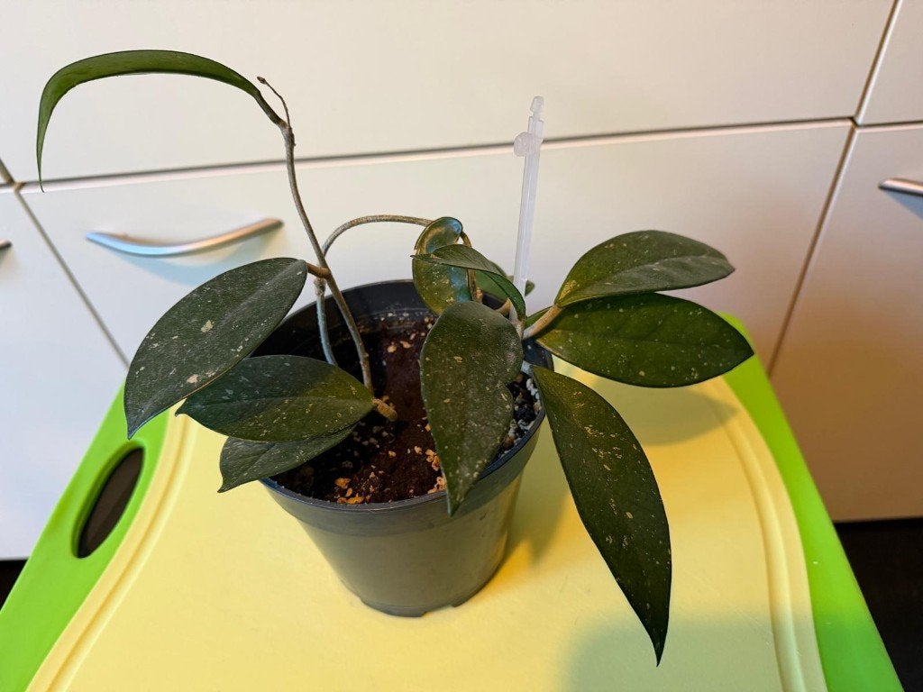 Hoya Carnosa, Huis en Inrichting, Ophalen, Halfschaduw, Minder dan 100 cm