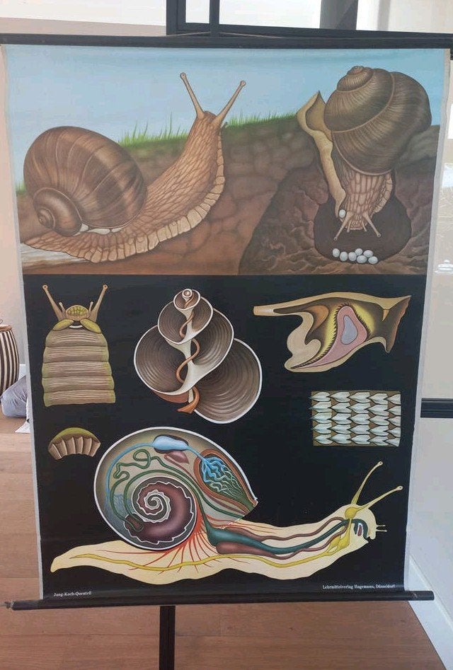 Vintage Biologie Schoolplaat: Wijngaardslak (Helix Pomatia), Ophalen of Verzenden