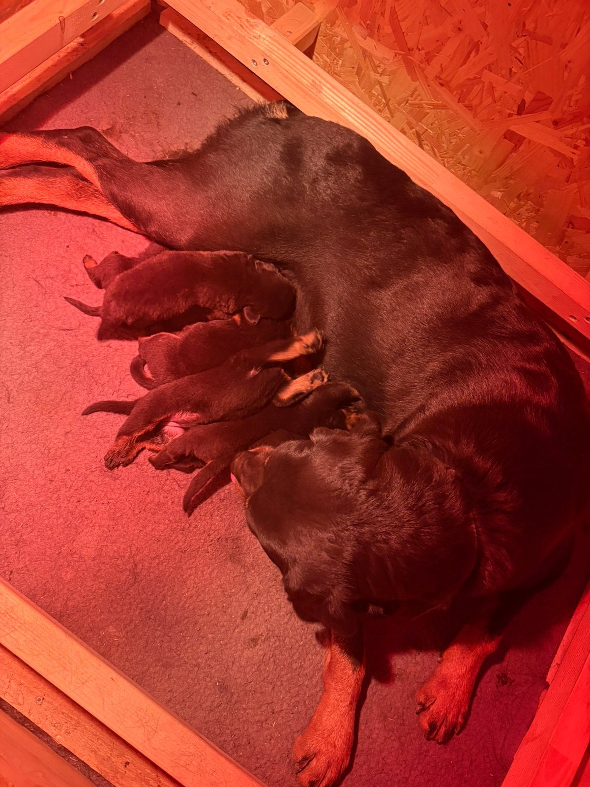 Mooie rottweiler pups!, Dieren en Toebehoren, Honden | Niet-rashonden, Groot, Meerdere, Meerdere dieren, Nederland