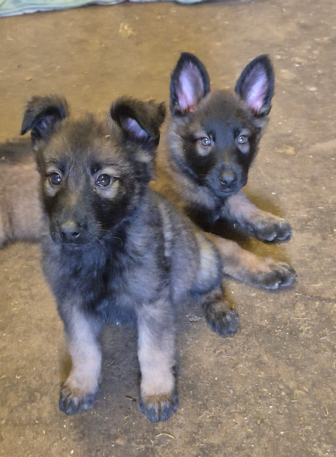 Mechelse herder X Duitse herder pups, Dieren en Toebehoren, Honden | Herdershonden en Veedrijvers, Parvo, 8 tot 15 weken, Meerdere