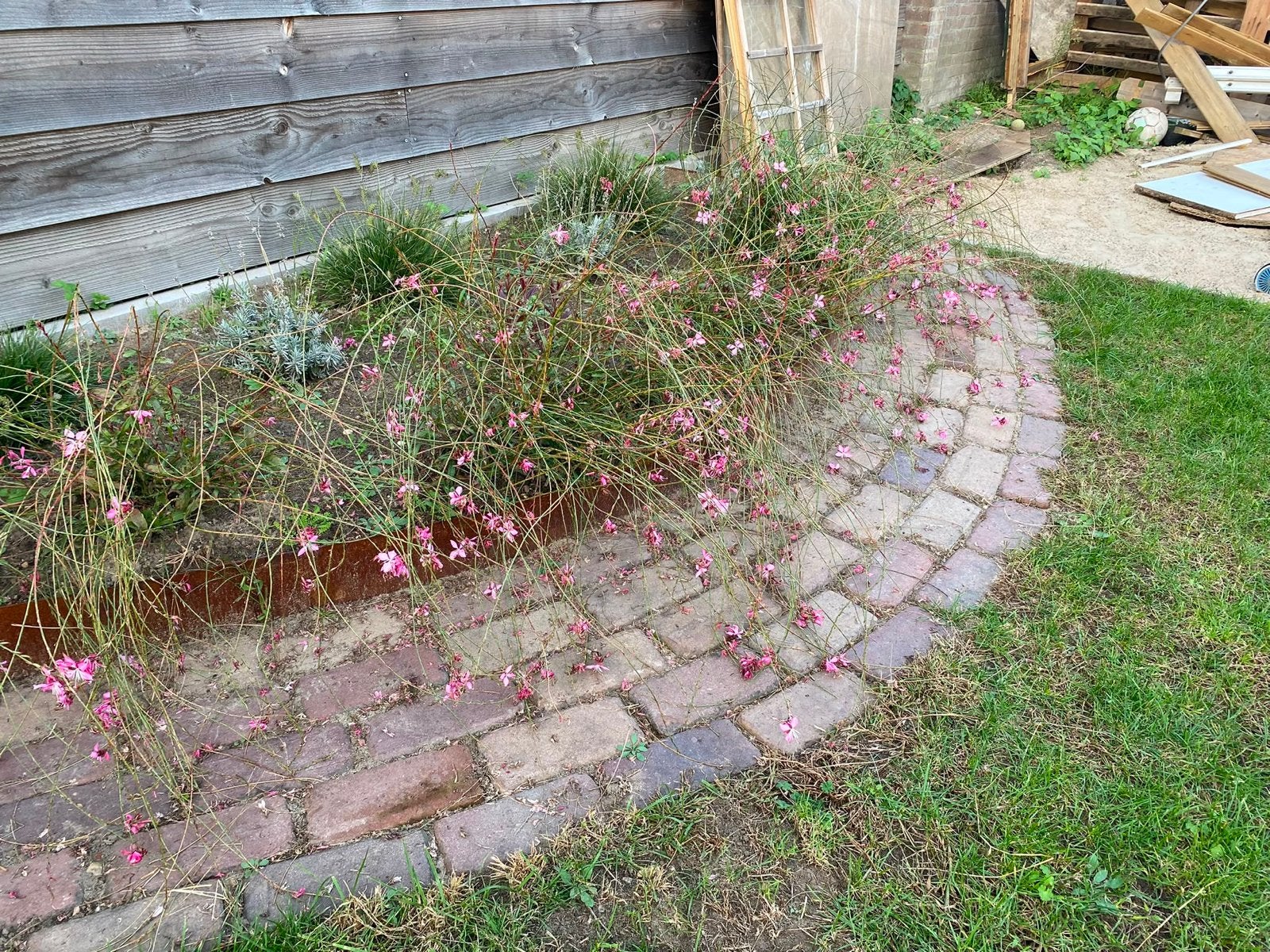 14 Gaura lindheimeri plantjes te koop (ook per stuk), Tuin en Terras, Volle zon, Vaste plant, Zomer, Ophalen